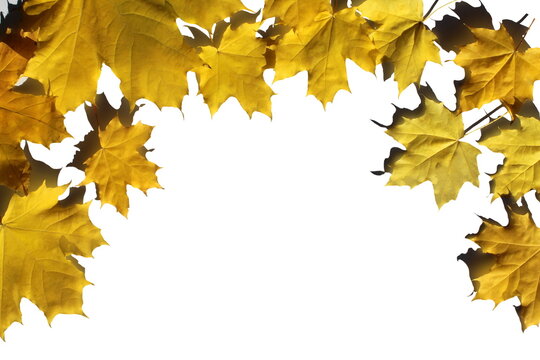 Yellow maple leaves lie in the form of a frame on a white background