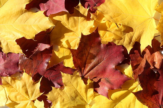 Texture of bright colors of autumn maple leaves