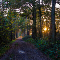 Obraz premium Rural landscape in autumn colors near Winterswijk, Netherlands 