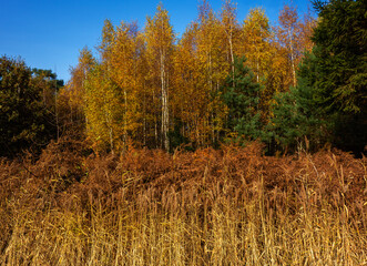 Reed, ferns and birch trees in autumn colors
