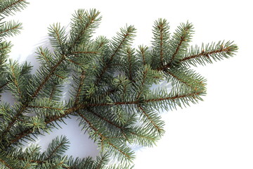 Obraz premium Spruce branch lies on a white background