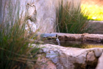 Natural spring water flowing from the pipe and the water trough.