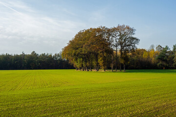 Rural landscape in autumn colors near Winterswijk, Netherlands
