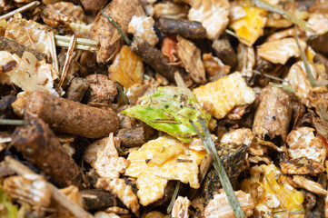 background of natural   basic muesli  for sportive horse. nutrient equestrian concept. close up