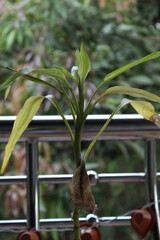 Indoor plant in a window