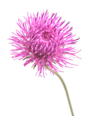 Thistle flower