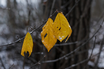 First snow on yellow leaves. The end of autumn is the beginning of winter. Concept for the first snow in autumn, cold weather.