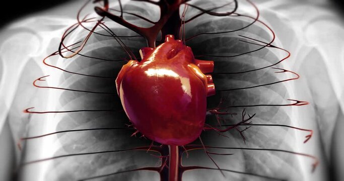 Human Heart Beat Anatomy. X-Ray Skeleton On Background. Coronary Circulation. Science And Health Related 3D Animation.