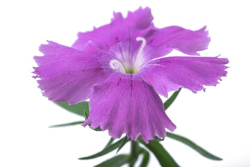  Dianthus flower