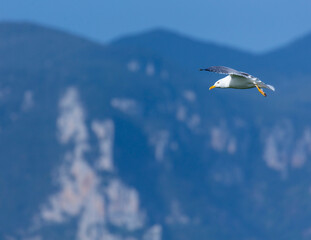 GAVIOTA PATIAMARILLA - YELLOW LEGGED GULL  (Larus michahellis), Mount Buciero, Marismas de Santoña, Victoria y Joyel Natural Park, Cantabrian Sea, Montaña Oriental Costera, Cantabria, Spain, Europe