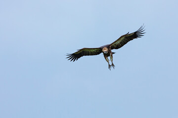 BUITRE LEONADO - GRIFFON VULTURE (Gyps fulvus), Mount Buciero, Marismas de Santoña, Victoria y Joyel Natural Park, Cantabrian Sea, Montaña Oriental Costera, Cantabria, Spain, Europe