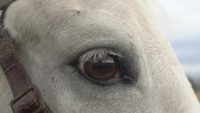 white horse eye close up