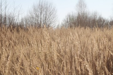 a field of reed grass is Golden in the sun in late autumn
