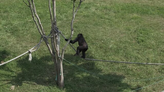 Gorilla climbing a rope in Cabarceno Natural Park in Cantabria, Spain.