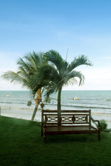 Coconut tree, Praia Pirangi do Sul, Parnamirim, Nisia Floresta,  Rio Grande do Norte, Brazil