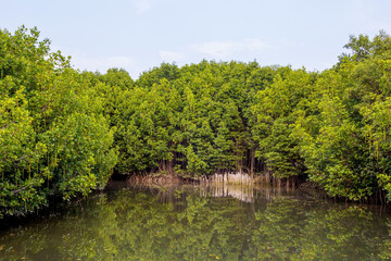Fototapeta na wymiar Mangrove forest in Thailand Asia
