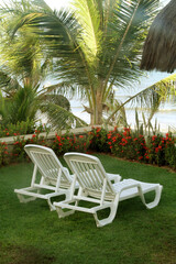 Obraz premium Coconut tree, Praia Pirangi do Sul, Parnamirim, Nisia Floresta, Rio Grande do Norte, Brazil