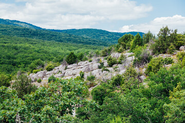 Fototapeta na wymiar green pine forest on the rocks of the mountain landscape
