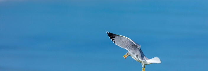 GAVIOTA PATIAMARILLA - YELLOW LEGGED GULL  (Larus michahellis), Mount Buciero, Marismas de Santoña, Victoria y Joyel Natural Park, Cantabrian Sea, Montaña Oriental Costera, Cantabria, Spain, Europe