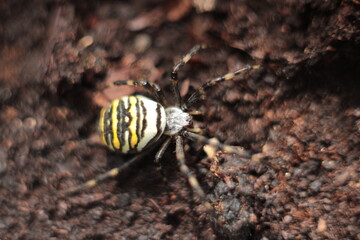 Argiope bruennichi