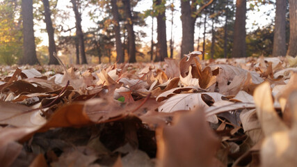 autumn leaves in the forest