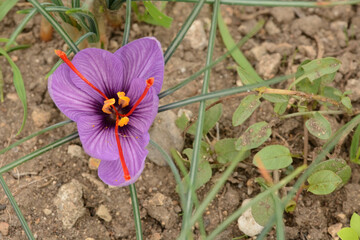 Crocus flower just opened, with the characteristic red stigmas used in cooking recipes