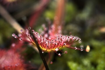 drosera
