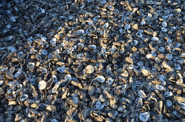 Oyster shells background, sunlight reflections on it
