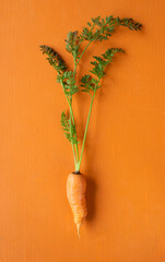 Fresh and organic carrot on orange background