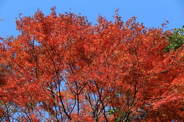 Japan autumn leaves - Kamakura