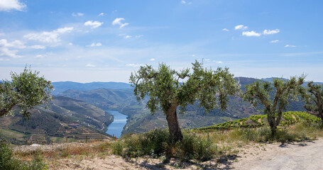 Fototapeta na wymiar Douro Valley landscape