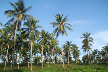 Coconut field, Rio Grande do Norte, Brazil