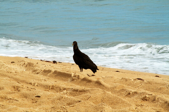 Pititinga beach, Rio do Fogo, Rio Grande do Norte, Brazil