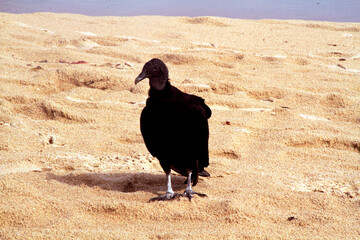 Pititinga beach, Rio do Fogo, Rio Grande do Norte, Brazil