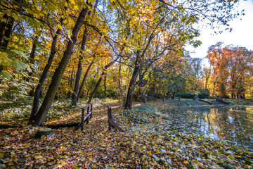 Autumn trees alley with colorful leaves in the park