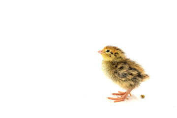 Baby chicken with dropping isolated on white