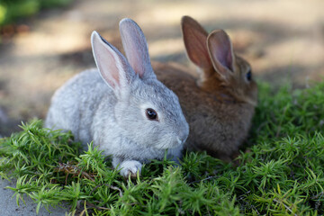 rabbits in the grass