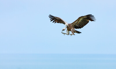 GRIFFON VULTURE - BUITRE LEONADO (Gyps fulvus), Liendo, Liendo Valley, MONTAÑA ORIENTAL COSTERA, Cantabrian Sea, Cantabria, Spain, Europe