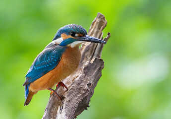 Common kingfisher, Alcedo atthis. The bird sits above a shallow river on a beautiful dry old branch