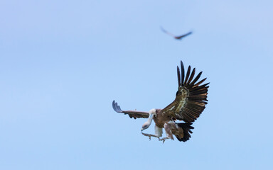 GRIFFON VULTURE - BUITRE LEONADO (Gyps fulvus), Liendo, Liendo Valley, MONTAÑA ORIENTAL COSTERA, Cantabrian Sea, Cantabria, Spain, Europe