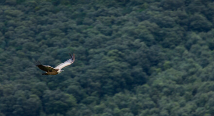 GRIFFON VULTURE - BUITRE LEONADO (Gyps fulvus), Liendo, Liendo Valley, MONTAÑA ORIENTAL COSTERA, Cantabrian Sea, Cantabria, Spain, Europe
