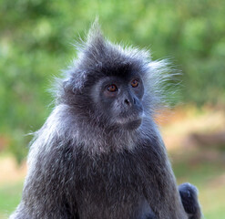 Portrait of a wild cute monkey with a mohawk haircut on his head. Silvery lutung, also known as the silvered leaf monkey or the silvery langur