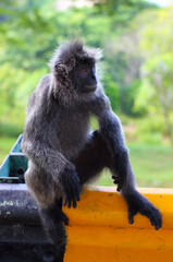 Portrait of adult wild monkey sitting on a road fence. Silvery lutung, also known as the silvered leaf monkey or the silvery langur