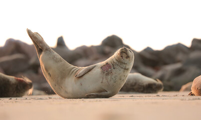 Obraz premium One pose seal on beach in vild nature on the beach.