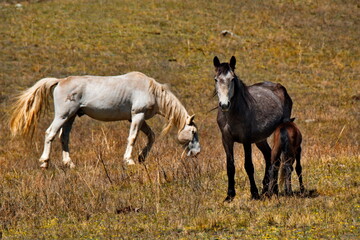 Russia. mountain Altai. Peacefully grazing horses with foals on the autumn mountain steppes along the Chui tract.