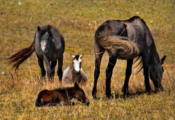 Russia. mountain Altai. Peacefully grazing horses with foals on the autumn mountain steppes along the Chui tract.