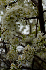 tree in spring
