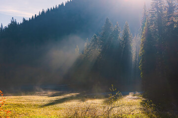 autumn forest pine trees in fog wallpaper, screensaver, poster