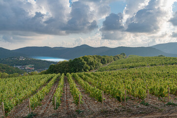Fototapeta na wymiar Vineyards on the slopes of Abrau-Durso