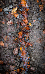 yellowed leaves of trees lie in the swamp wallpaper, screensaver, poster
